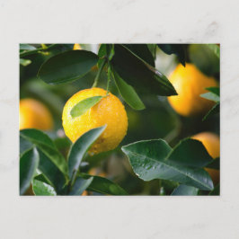 Lemon Tree Fruit Fotografy Postkarte