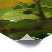 LEMON TREE POSTER (Ecke)