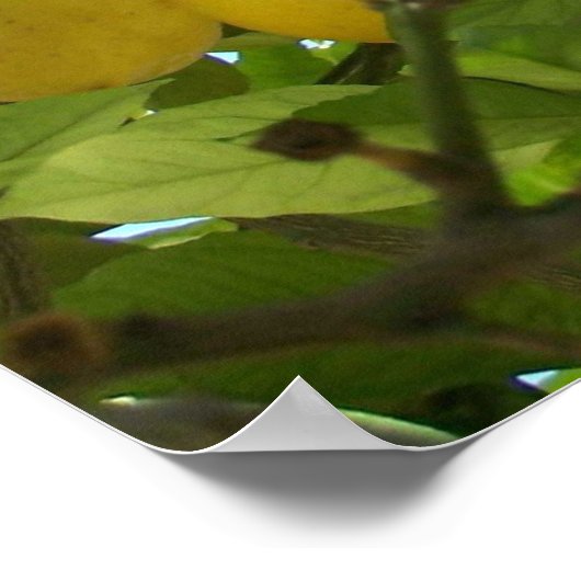 LEMON TREE POSTER (Ecke)