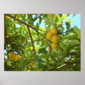 LEMON TREE POSTER (Vorne)