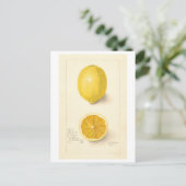 Lemon Vintag Botanische Illustration Postkarte (Stehend Vorderseite)