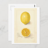 Lemon Vintag Botanische Illustration Postkarte (Vorne/Hinten)