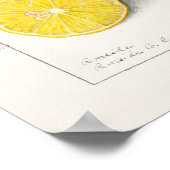Lemons Citrus Limon 1908 von Ellen Isham Schutt Poster (Ecke)