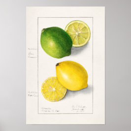 Lemons Citrus Limon 1908 von Ellen Isham Schutt Poster
