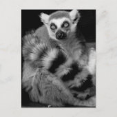 Lemor Postkarte (Vorderseite)