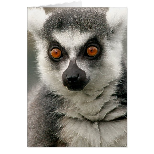 Lemur (Vorne)
