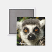 Lemur1 Magnet (Vorderseite/Rückseite)