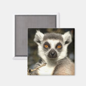 Lemur2 Magnet (Vorderseite/Rückseite)