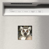 Lemur2 Magnet (In Situ (Geschirrspüler))