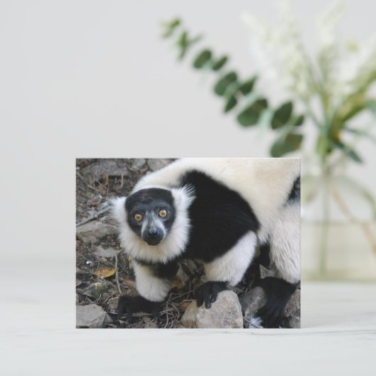 lemur4x6 postkarte (Stehend Vorderseite)