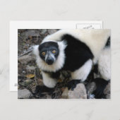 lemur4x6 postkarte (Vorne/Hinten)