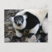 lemur4x6 postkarte (Vorderseite)