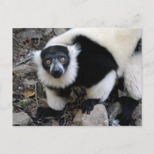 lemur4x6 postkarte (Vorderseite)