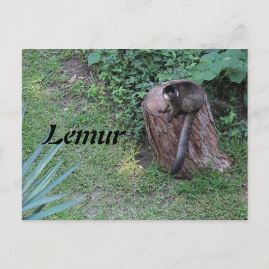 Lemur # 1 postkarte (Vorderseite)
