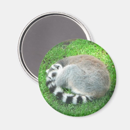 Lemur auf Gras Magnet (Vorderseite/Rückseite)