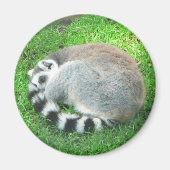 Lemur auf Gras Magnet (Vorne)