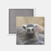 Lemur Baby Magnet (Vorderseite/Rückseite)