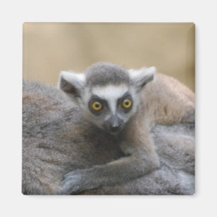Lemur Baby Magnet