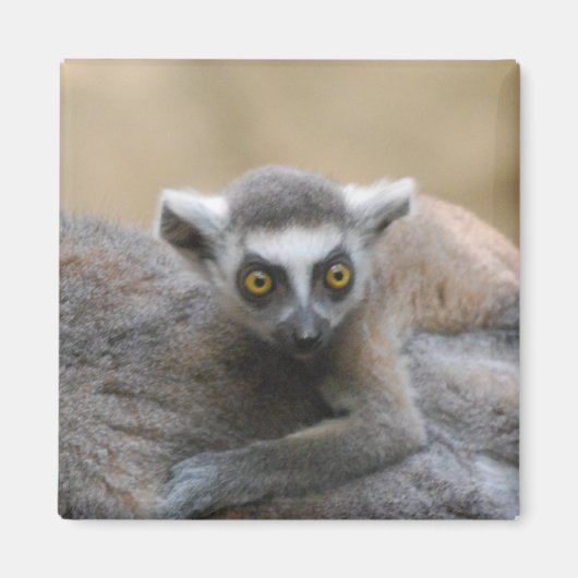 Lemur Baby Magnet (Vorne)