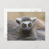 Lemur Baby Postkarten (Vorne/Hinten)