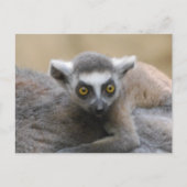 Lemur Baby Postkarten (Vorderseite)