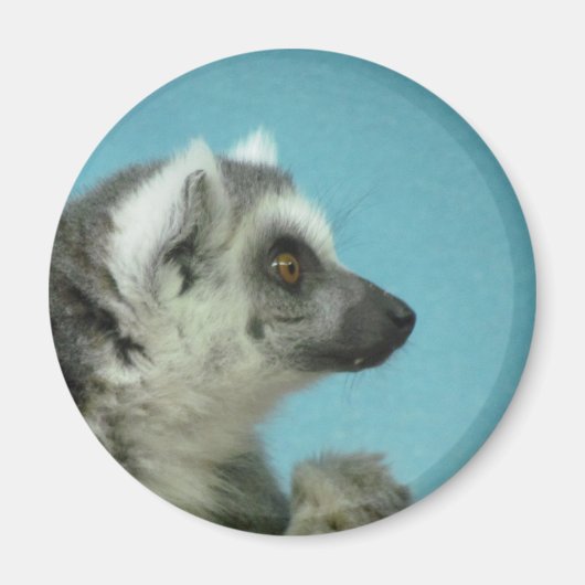 Lemur Classic Magnet (Vorne)