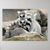 Lemur Cuddles Poster (Vorne)