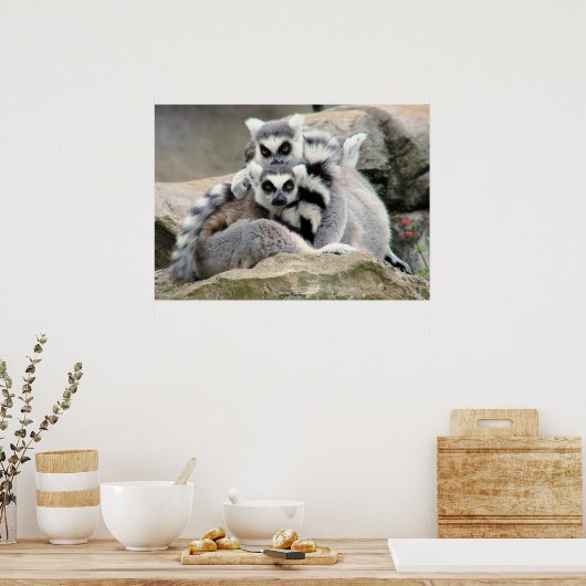 Lemur Cuddles Poster (Küche)