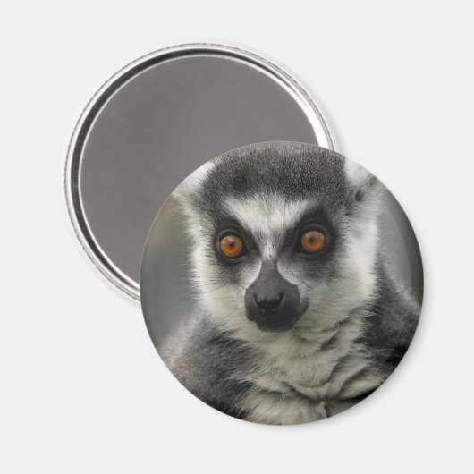 Lemur Face Magnet (Vorderseite/Rückseite)