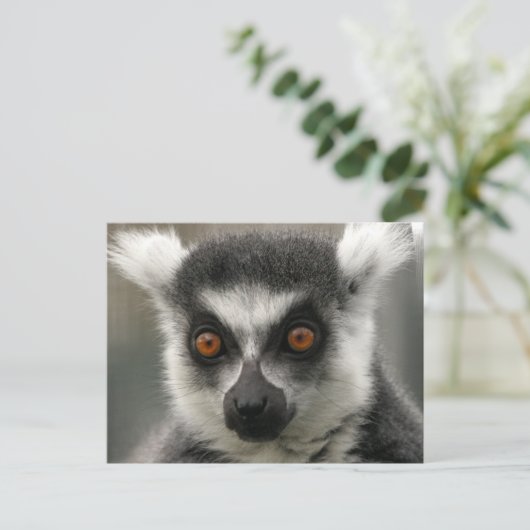 Lemur Face Postkarten (Stehend Vorderseite)