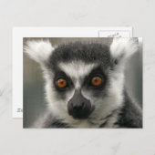 Lemur Face Postkarten (Vorne/Hinten)