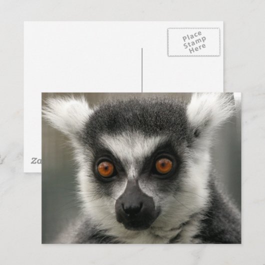 Lemur Face Postkarten (Vorne/Hinten)
