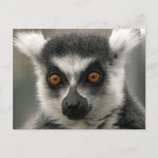 Lemur Face Postkarten (Vorderseite)
