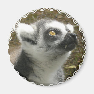 Lemur Foto Magnet