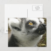 Lemur Foto Postcard Postkarte (Vorne/Hinten)