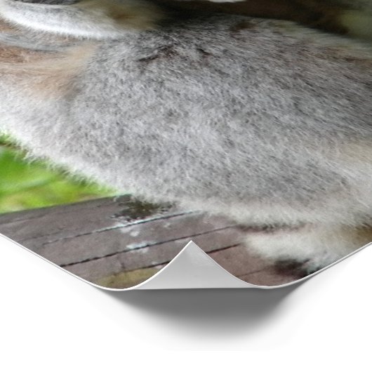 Lemur Foto Print Poster (Ecke)
