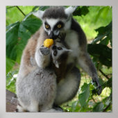 Lemur Foto Print Poster (Vorne)