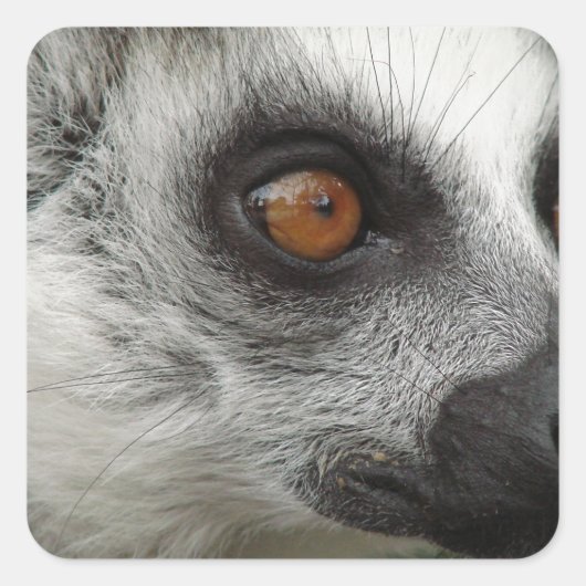 Lemur Foto Quadratischer Aufkleber (Vorderseite)
