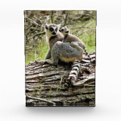 LEMUR FOTOBLOCK (Vorderseite)