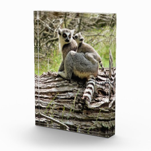 LEMUR FOTOBLOCK (Rechts)