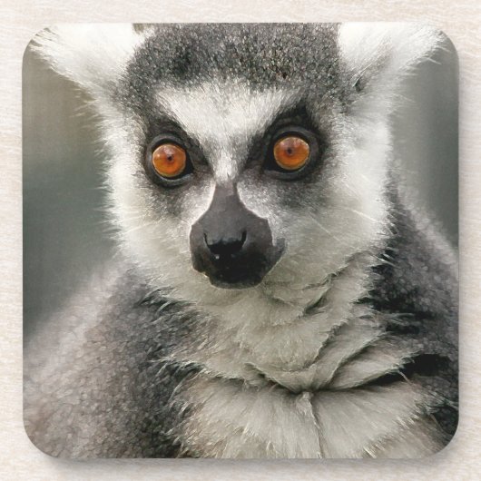 Lemur Getränkeuntersetzer (Vorderseite)