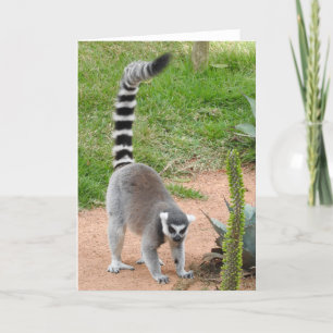 Lemur Grußkarte Karte