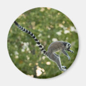 Lemur Jump Magnet (Vorne)