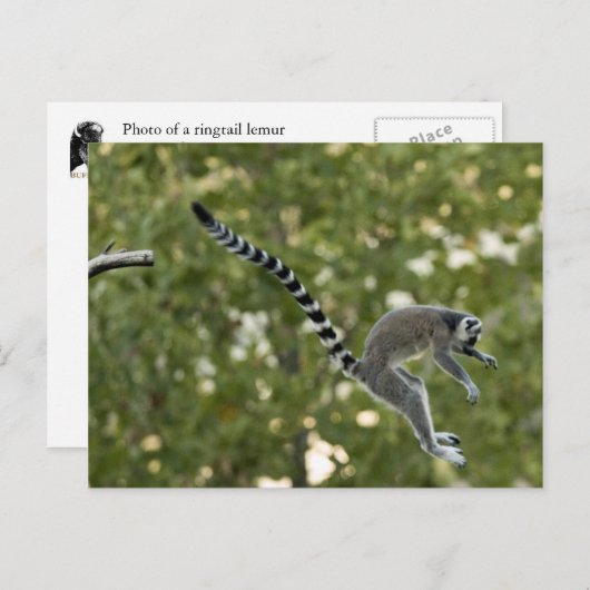 Lemur Jump Postcard Postkarte (Vorne/Hinten)