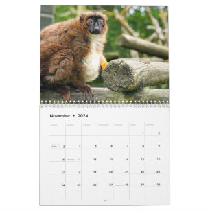 Lemur-Kalender 2025 Kalender