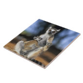 Lemur, (Lemur catta), Mutter und Fliese (Seite)