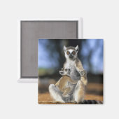 Lemur, (Lemur catta), Mutter und Magnet (Vorderseite/Rückseite)