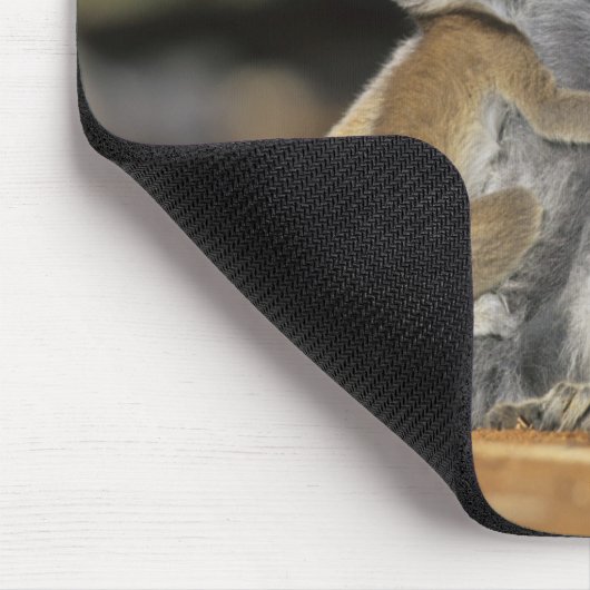 Lemur, (Lemur catta), Mutter und Mousepad (Ecke)