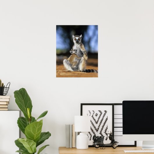 Lemur, (Lemur catta), Mutter und Poster (Heimbüro)