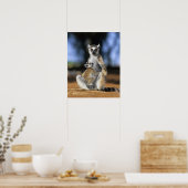 Lemur, (Lemur catta), Mutter und Poster (Küche)